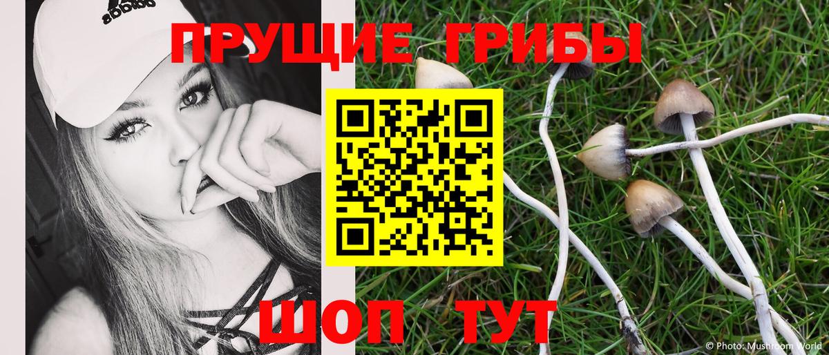 Галлюциногенные грибы Psilocybe Ухта